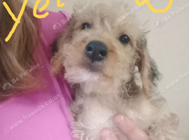 Cockapoo Females   ️( Cockapoo x Jack Russell Ready NOW