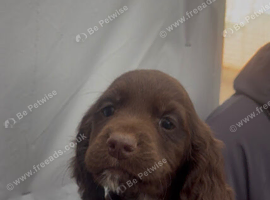 Working cocker spaniel pups for sale
