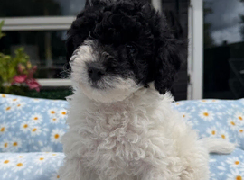 Beautiful Cavapoochon puppies ready now