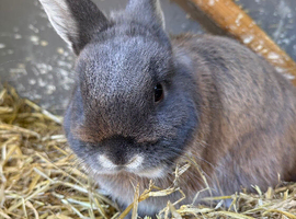 Rehome male rabbit