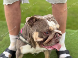 Female english bulldog