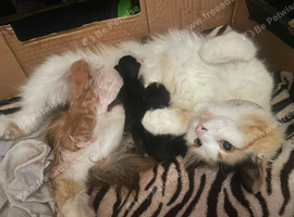 Beautiful ginger kittens ready to be reserved.