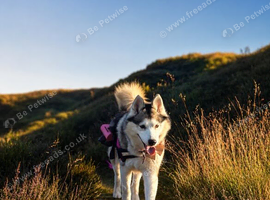 husky wanted for experienced family