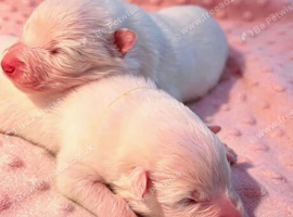 KC Samoyed puppies