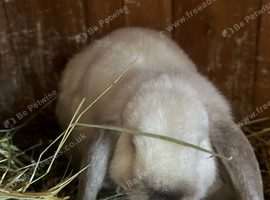Mini lop seal point make and female available
