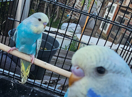 Baby budgies for sale 2 months old