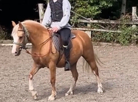 Stunning Palomino filly 12.2hh 3yr old Just starting her ridden career
