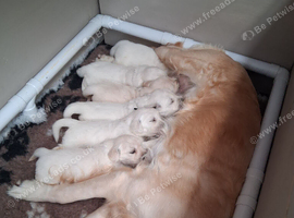 5 Golden Retriver Puppies