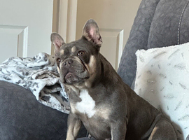 French bulldog