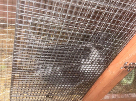 Beautiful rabbit for free to good home