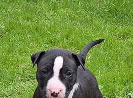 English bullterrier pupps