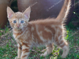 Kittens near Canterbury, Kent - Grey Ginger Boys Girls