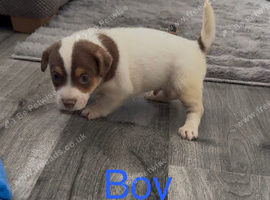 Jack Russell puppy&rsquo;s