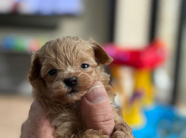 Teacup Size Maltipoo boy