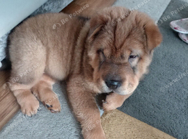 9 weeks old male shar pai