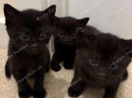 Three beautiful black kittens - ready from 21st November