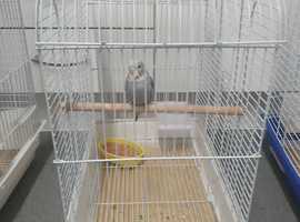 Budgie