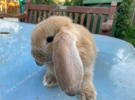 French lop for sale in London