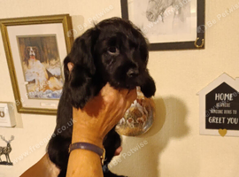 Lakeland/Russell X bordoodle bitch puppies