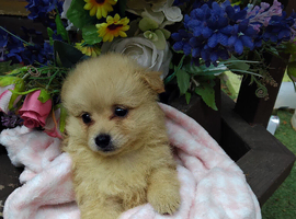 8 weeks old pameranian puppies