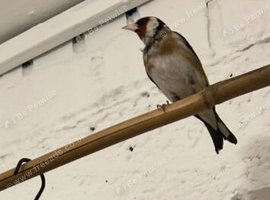 4x goldfinches