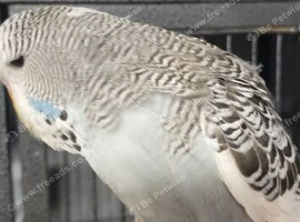 Exhibition budgies  baby&rsquo;s