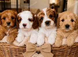 Cavapoo puppies