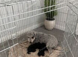 Bedlington terrier