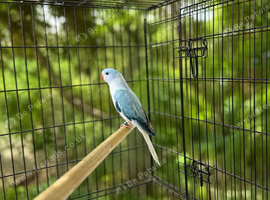 Opaline clear tail blue ringneck