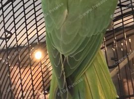 Green indian ring neck