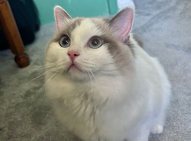 Gorgeous Ragdoll