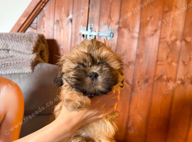 imperial karisishi dobie shih tzus