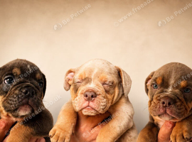 Healthy happy English bulldog