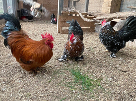 Bantam Cockerels