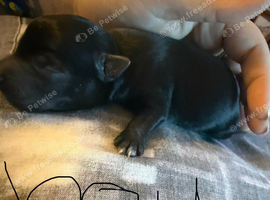 5 chihuahua cross miniature boarder collie