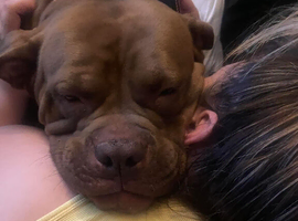 Dogue de Bordeaux x French mastiff