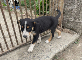 2 beautiful boy pups from our farm