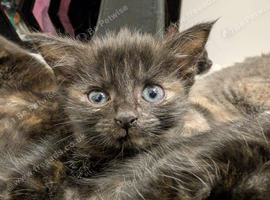 Tiny Tortoiseshell Female Kitten With a Big Personality