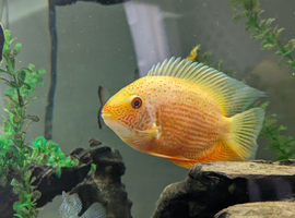 Various SA/CA cichlids