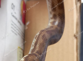 Breeding pair of Western Stimson's Pythons