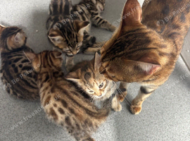 Kittens ready now