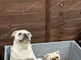 Pancake the 4 year old pug