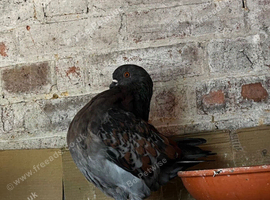 pigeon