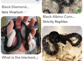 SNAKES