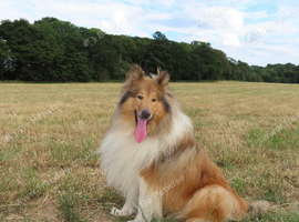 Rough collie stud