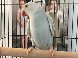 Rare coloured Indian Ringneck