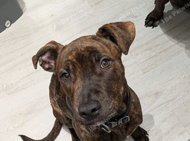 Staffy x cane corso