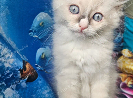 2 Tica Boys HCM,PKD Certyficate Ready to pick up naw. :)