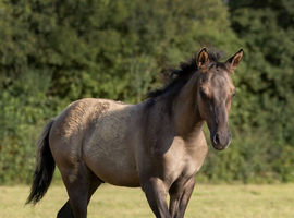 Stunning Grullo QH X American Appaloosa