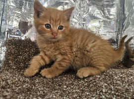 Ginger needs a forever home